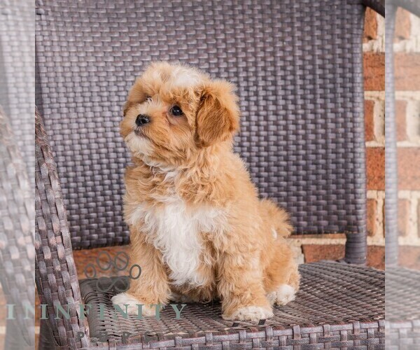 Medium Photo #2 Poodle (Toy)-Zuchon Mix Puppy For Sale in NEWVILLE, PA, USA