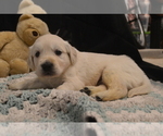 Small Photo #19 English Cream Golden Retriever Puppy For Sale in PINEHURST, TX, USA