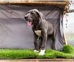 Small #8 Great Dane