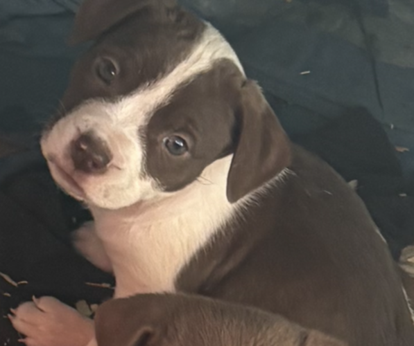 Medium Photo #18 American Pit Bull Terrier-Chinese Shar-Pei Mix Puppy For Sale in KANSAS CITY, MO, USA