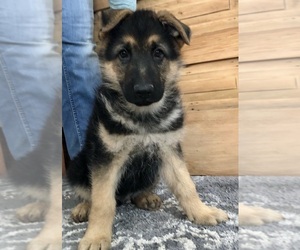 German Shepherd Dog Puppy for sale in VONA, CO, USA