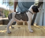 Puppy Muffin American Bulldog