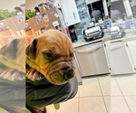 Small #1 Rhodesian Ridgeback