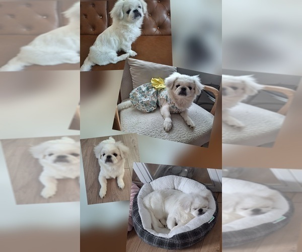 Medium Photo #4 Pekingese Puppy For Sale in MIAMI, FL, USA