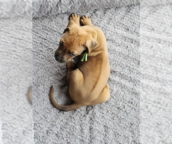 Medium Photo #3 Rhodesian Ridgeback Puppy For Sale in BUMPASS, VA, USA