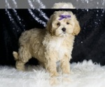 Small Photo #96 Maltipoo Puppy For Sale in WARSAW, IN, USA