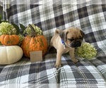 Small #2 Puggle
