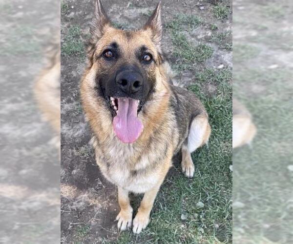 Medium Photo #1 German Shepherd Dog Puppy For Sale in Riverside, CA, USA