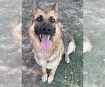 Small German Shepherd Dog