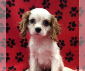 Cavalier King Charles Spaniel Puppy for sale in RUDOLPH, OH, USA