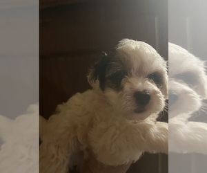 Maltipoo Puppy for sale in VENETA, OR, USA