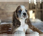 Small #6 Cocker Spaniel