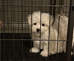 Maltese Puppy for sale in LOWELL, MA, USA