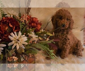 Poodle (Miniature) Puppy for sale in LEBANON, MO, USA