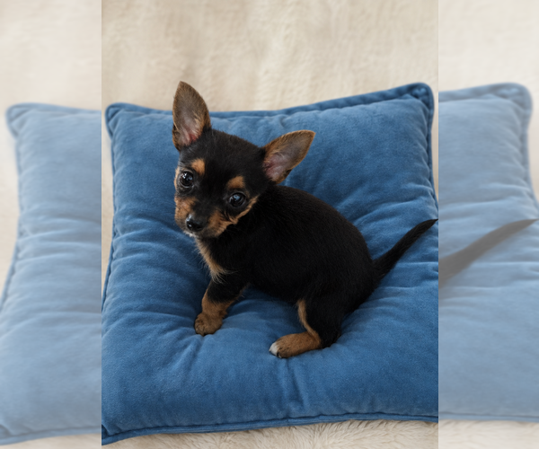 Medium Photo #1 Chorkie Puppy For Sale in SPOTSYLVANIA, VA, USA