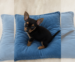 Small Chorkie