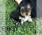 Small Photo #1 Yorkshire Terrier Puppy For Sale in GALVA, IL, USA
