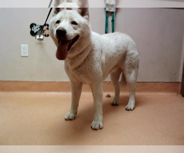 Medium Photo #1 Siberian Husky Puppy For Sale in Martinez, CA, USA