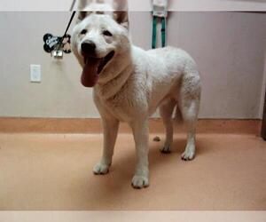 Siberian Husky Dogs for adoption in Martinez, CA, USA