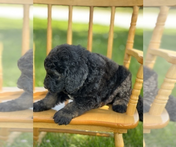 Medium Photo #7 Goldendoodle Puppy For Sale in MARYVILLE, MO, USA