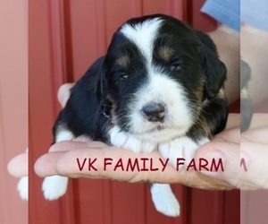 Bernedoodle Puppy for sale in MARTINSVILLE, IN, USA