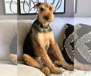 Roy - Male Airedale Terrier Dog for Adoption - Photo #6