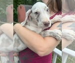 Puppy AKC Lana Great Dane