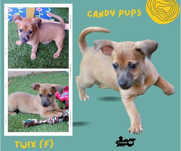 Medium Photo #2 Mutt Puppy For Sale in Lindsay, CA, USA