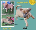 Small #1 Mutt