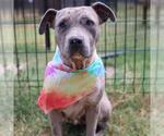 Small American Staffordshire Terrier Mix