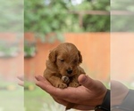 Small Photo #4 Goldendoodle (Miniature) Puppy For Sale in SPRING, TX, USA