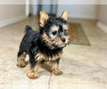 Small #1 Silky Terrier