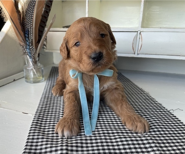 Medium Photo #1 Goldendoodle Puppy For Sale in WOODBURN, IN, USA