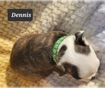 Small Photo #4 Boston Terrier Puppy For Sale in POMEROY, OH, USA