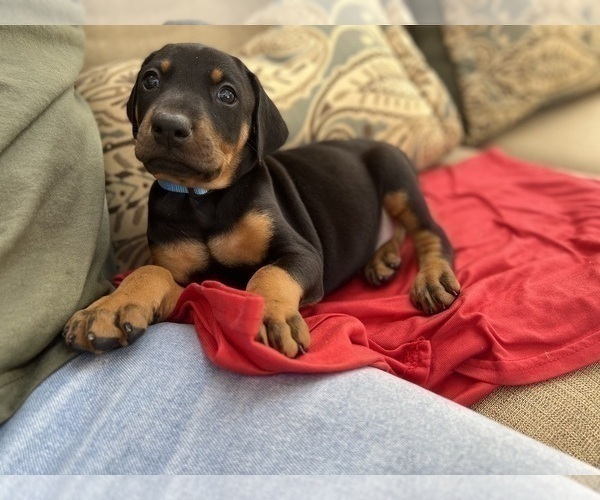 Medium Photo #8 Doberman Pinscher Puppy For Sale in SAN DIEGO, CA, USA