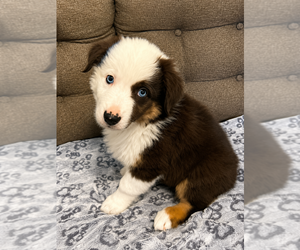 Medium Australian Shepherd