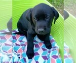 Small #8 Labrador Retriever