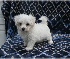 Maltese Puppy for Sale in APPLE CREEK, Ohio USA