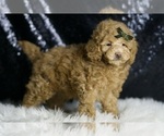 Small #2 Maltipoo