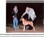 Small Photo #3 Boxer Puppy For Sale in GRAYSON, GA, USA