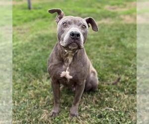 Mutt Dogs for adoption in Modesto, CA, USA