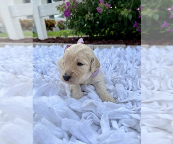 Medium Photo #3 Goldendoodle Puppy For Sale in ORLANDO, FL, USA
