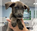 Small #1 Retriever  Mix