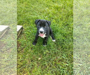 Labrador Retriever-Unknown Mix Dogs for adoption in The Woodlands, TX, USA