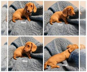 Dachshund Puppy for sale in OTTO, NC, USA