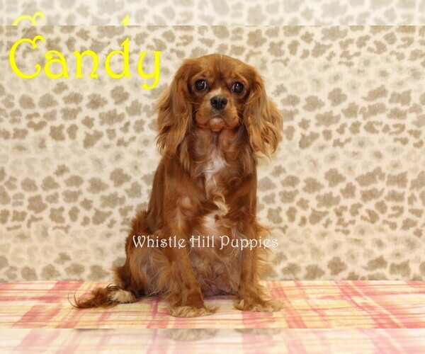 Medium Photo #1 Cavapoo Puppy For Sale in DENVER, PA, USA
