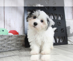 Small Photo #2 Havamalt Puppy For Sale in MARIETTA, GA, USA