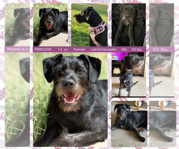 Medium Photo #2 Labrador Retriever-Unknown Mix Puppy For Sale in Mesa, AZ, USA