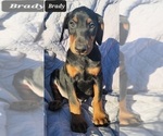 Small Photo #1 Doberman Pinscher Puppy For Sale in POMEROY, OH, USA