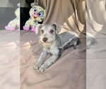 Puppy Puppy 3 Schnauzer (Miniature)